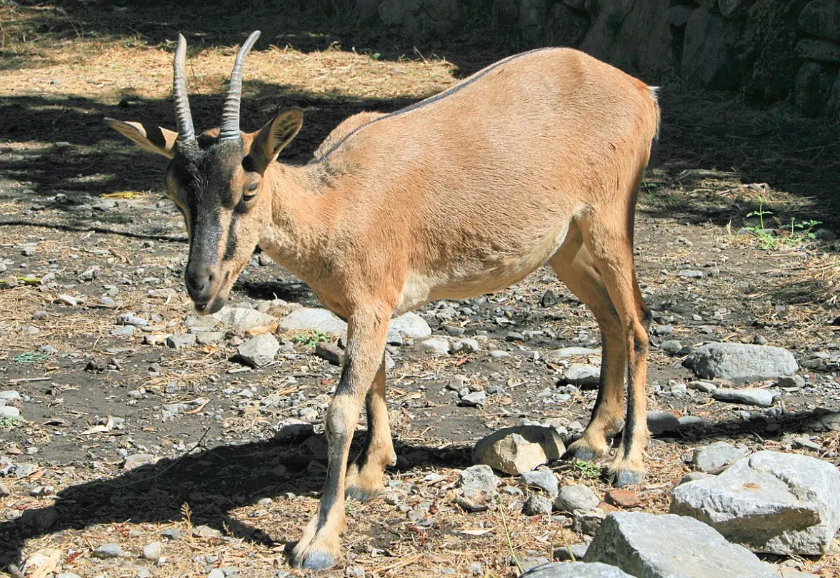 Capra aegagrus creticus - Cretan Ibex - Kri-kri