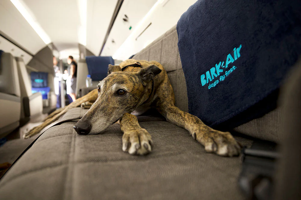BARK Air dogs fly first